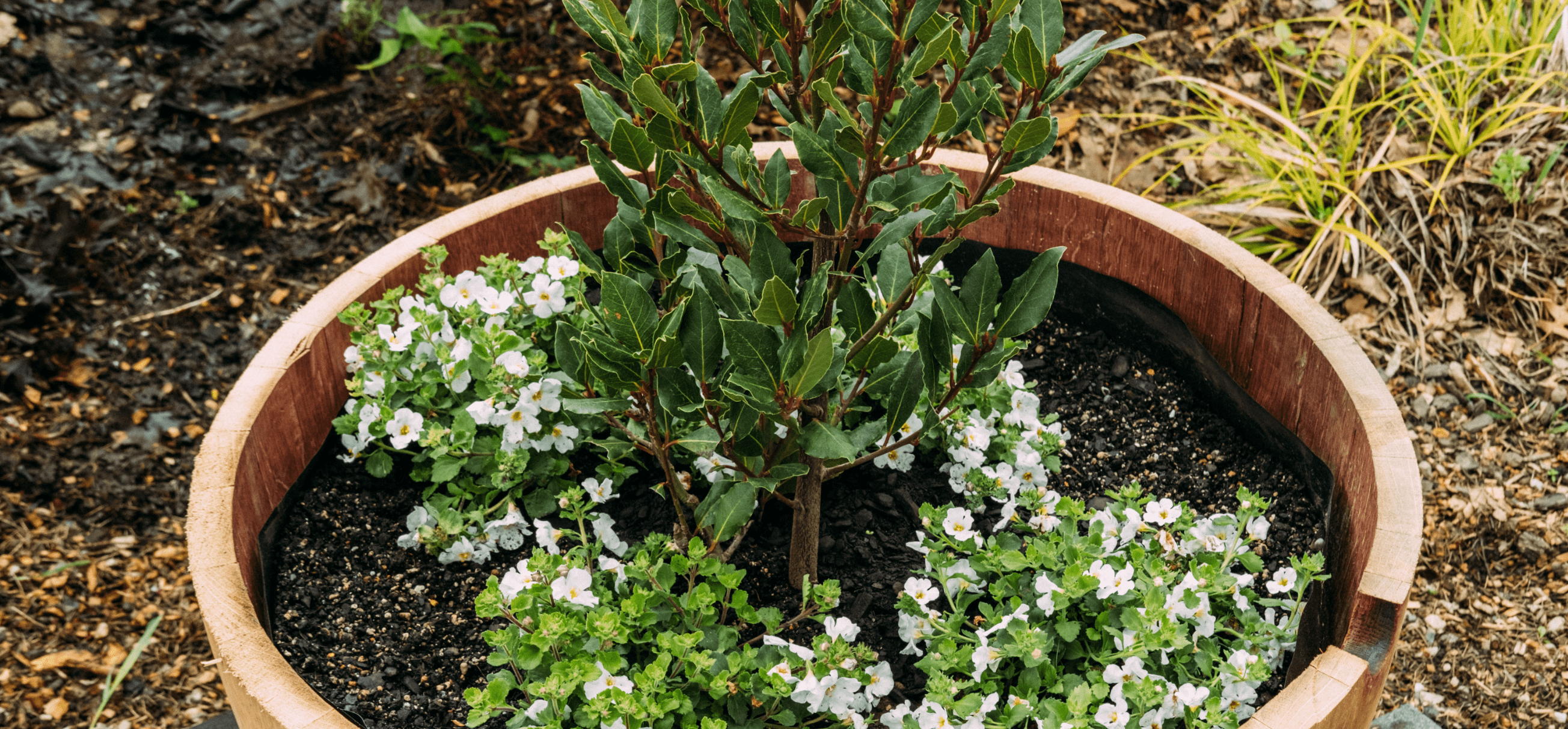 Barrel feet with lavander